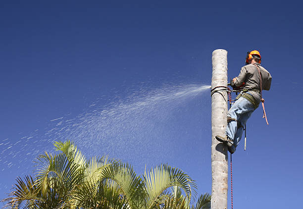 Best Hazardous Tree Removal  in Bellport, NY