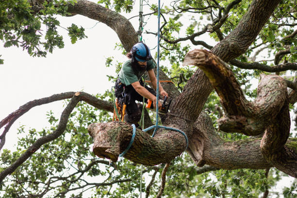 Tree and Shrub Care in Bellport, NY