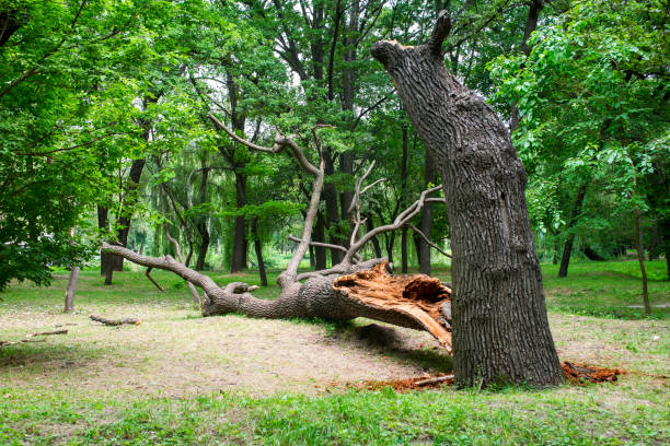 Best Root Management and Removal  in Bellport, NY