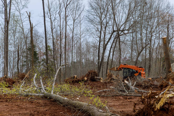 Trusted Bellport, NY Tree Care Experts