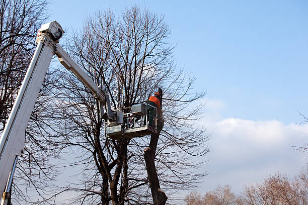 Best Utility Line Clearance  in Bellport, NY